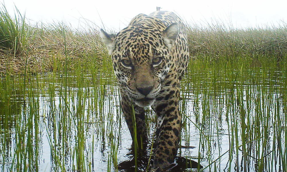 Camera trap of a jaguar (Panthera onca) in Brazil. Maracá-Jipioca Ecological Station, Amapa, Brazil.