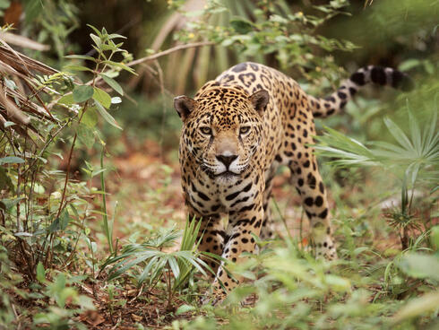 A jaguar walking through a lush forest toward the camera
