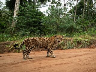 a camera trap image captures a young jaguar on a dirt road in the Peruvian Amazon