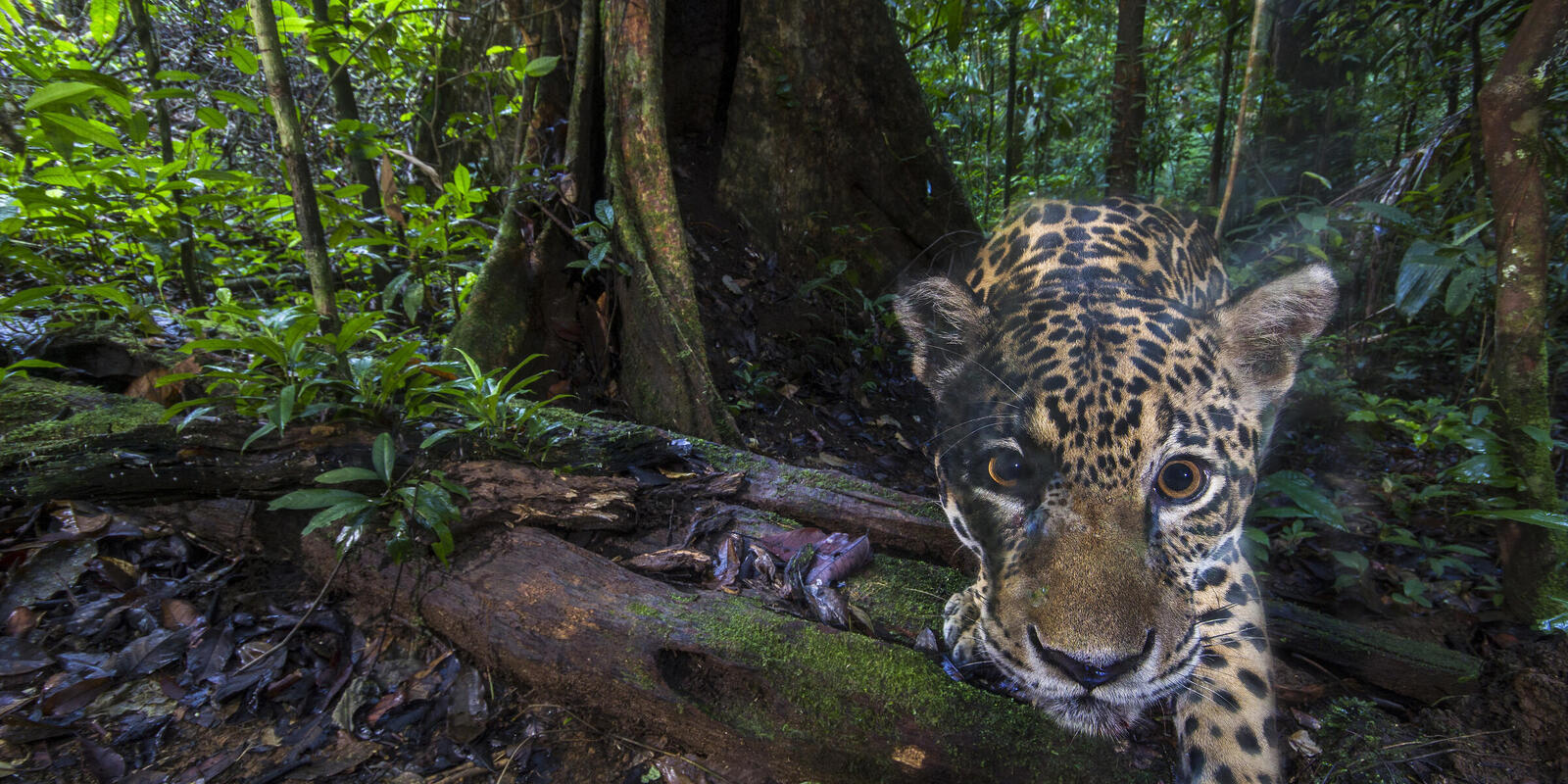 Jaguar  Rainforest Alliance