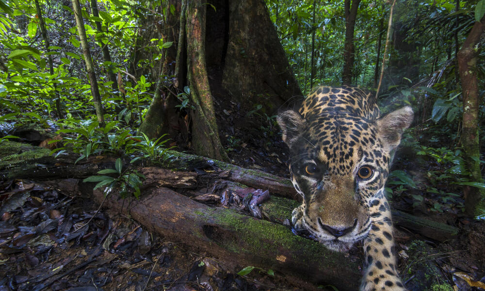 Jaguar: the amazing Amazon big cat | Stories | WWF