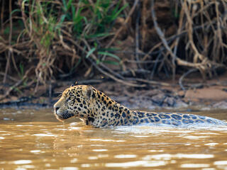 Jaguar swimming