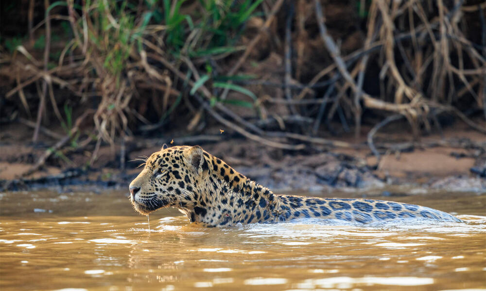 Species Spotlight: Jaguar | Pages | WWF
