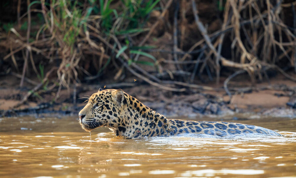 Jaguar Swimming