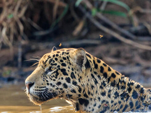 Jaguar swimming
