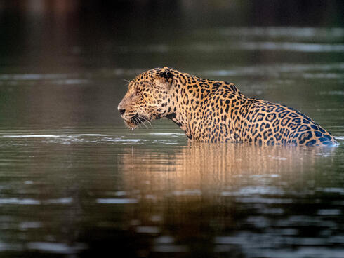 jaguar swimming Richard Barrett WW247450
