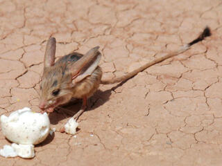 jerboa summer2018