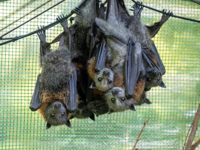 Juvenile flying foxes