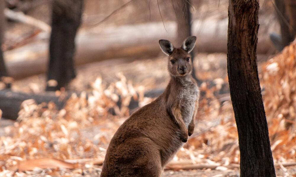 Portrait of a large kangaroo standing in the woods looking at the camera