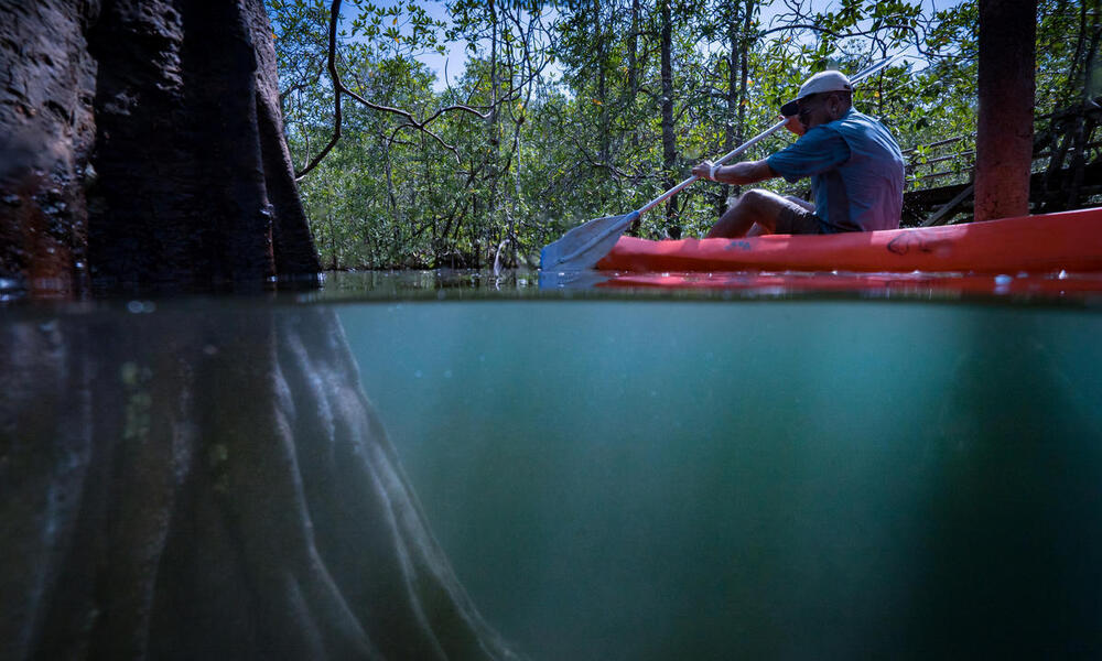 A man in a red kayak moves through mangroves, partial view of the root system underwater