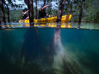 Split under/above water view of two people in a kayak moving through a mangrove forest