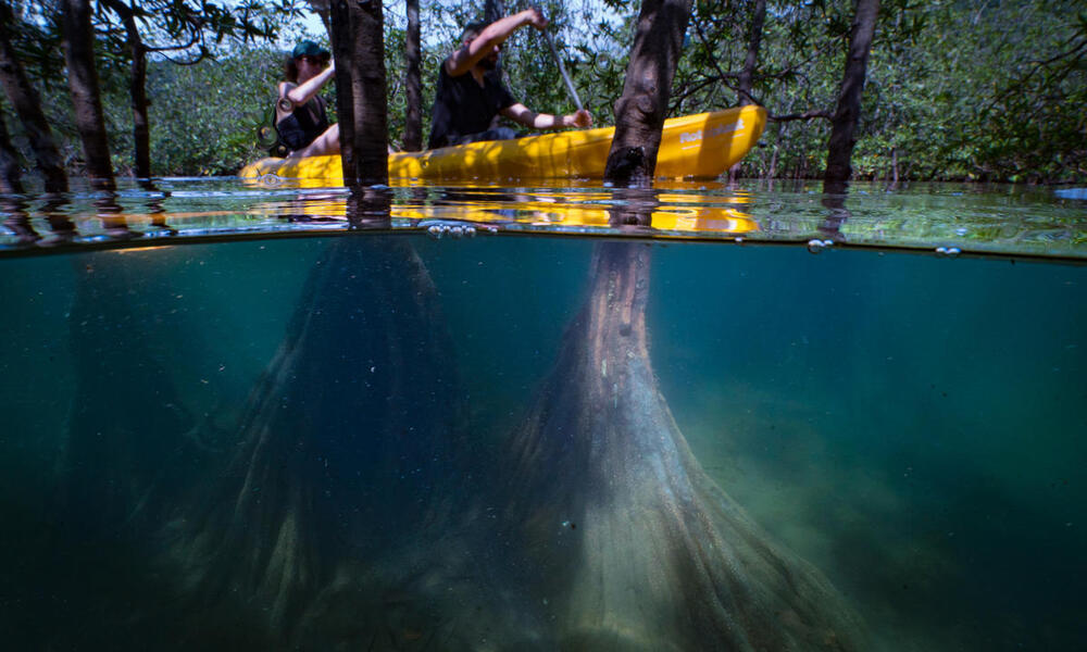 Split under/above water view of two people in a kayak moving through a mangrove forest