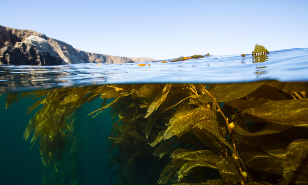 split under/above water view of large kelp strands floating toward the surface of the ocean