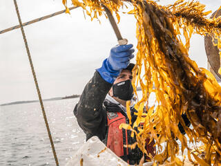 Kelp farmer sorting seaweed