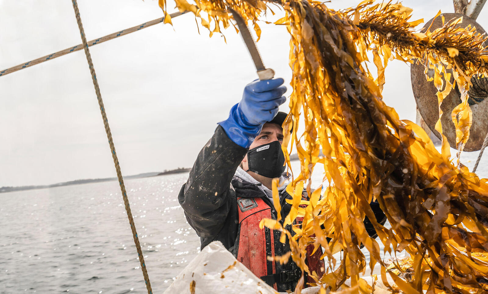 Kelp farmer sorting seaweed