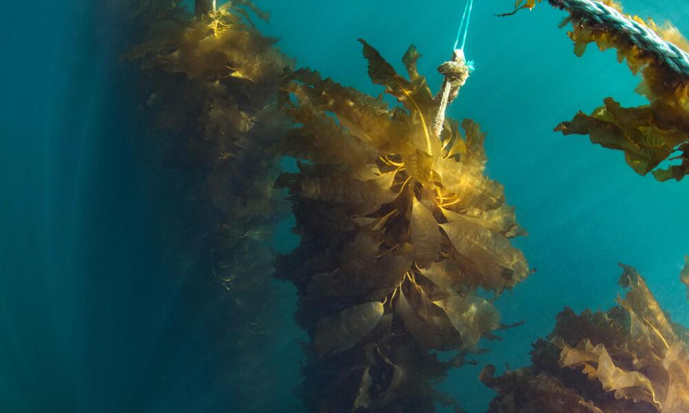 Underwater view of kelp growing in rows along a rope