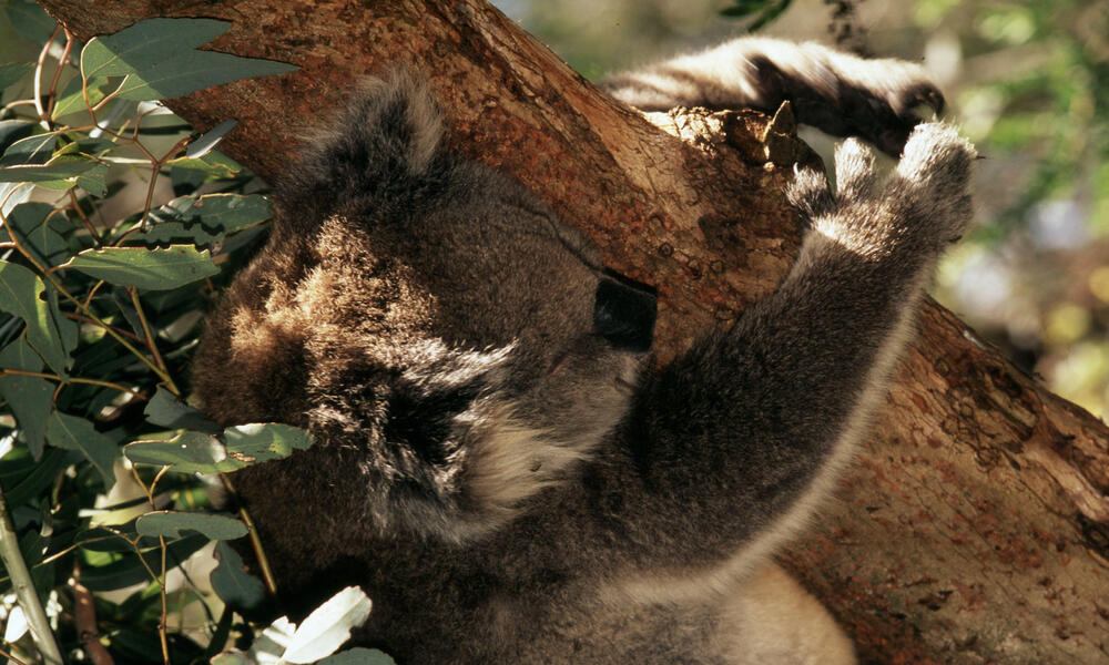 koala 