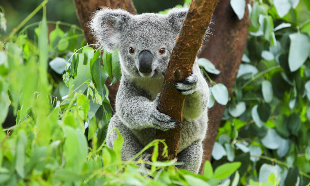 Closeup portrait of an adult koala in a green leafy tree