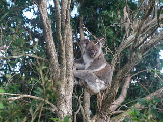 A koala perched in a treetop looks at the camera 