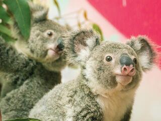 close up portrait of two koalas