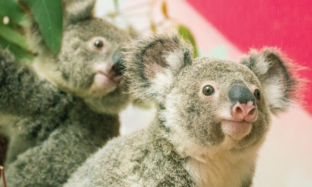 close up portrait of two koalas