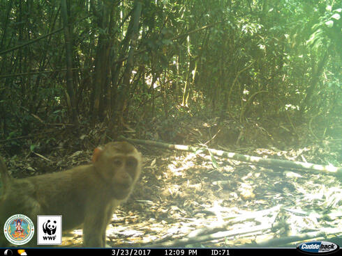 Pig-tailed Macaque (Macaca nemestrina) captured on a camera trap in Kui Buri, Thailand