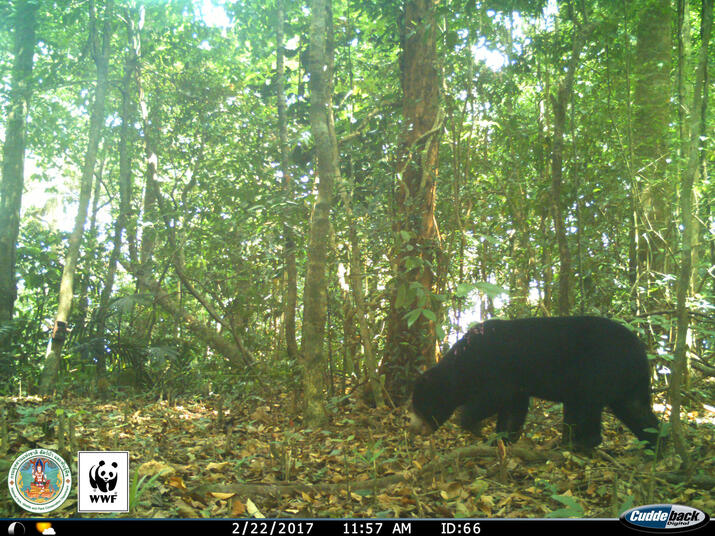 Sun Bear (Helarctos malayanus) captured on a camera trap in Kui Buri, Thailand