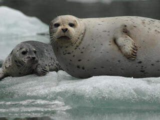 lake iliamna mom and pup seal