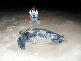 Carlos Drews, WWF´s LAC Marine Turtle Coordinator, observes a leatherback turtle (Dermochelys coriacea) in Playa Chiriqui, Panama, June 2005.	