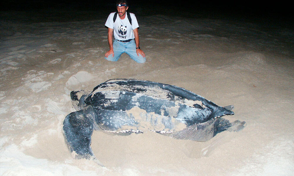 Carlos Drews, WWF´s LAC Marine Turtle Coordinator, observes a leatherback turtle (Dermochelys coriacea) in Playa Chiriqui, Panama, June 2005.	