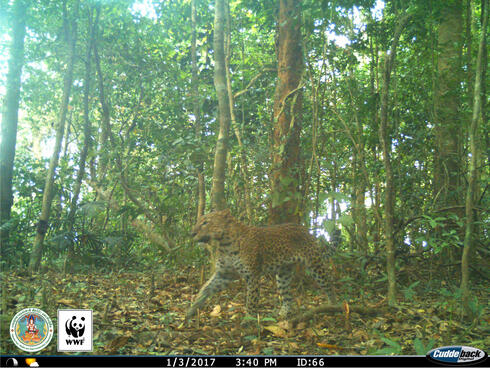 Leopard (Panthera pardus) captured on a camera trap in Kui Buri, Thailand