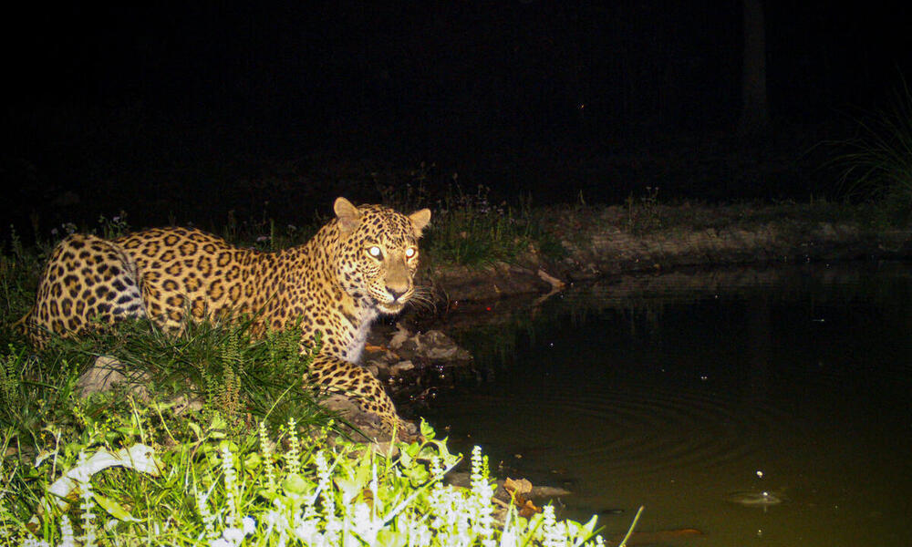 Leopard captured by camera trap in Nepal's Khata Corridor