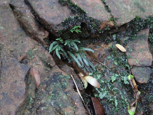 underwater fern among rocks