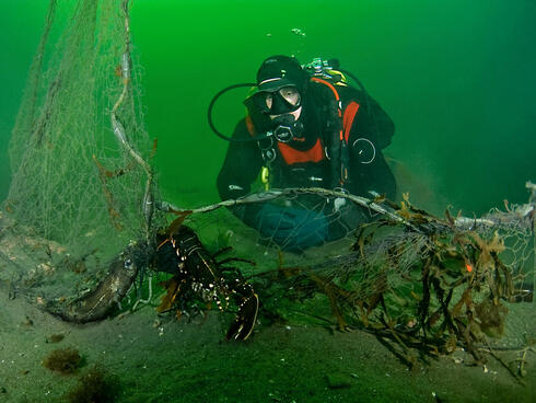 Underwater view of a SCUBA diver looking over a dead lobster caught in abandoned ghost fishing gear