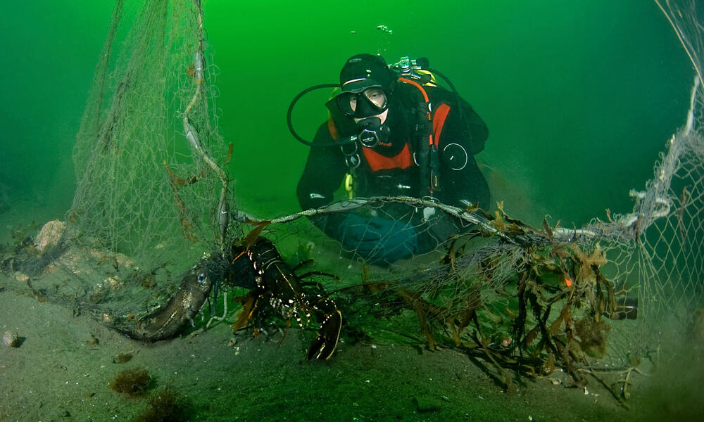 Underwater view of a SCUBA diver looking over a dead lobster caught in abandoned ghost fishing gear