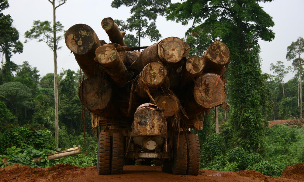 A truck driving into the forests of Borneo carries huge cut down tree trunks in its bed
