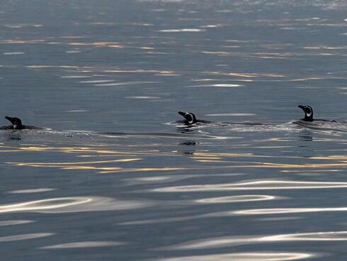 three Magellanic penguins swim in the waters of Chile's Guafo Island