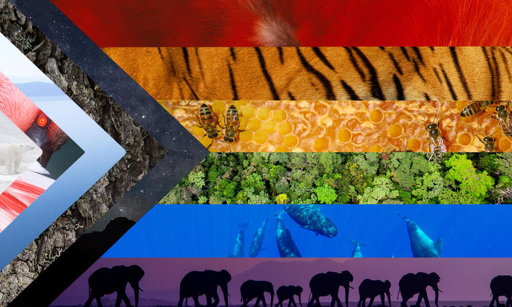 An adaptation of the PRIDE flag with colors of nature