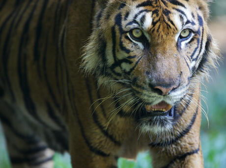 harimau_my on X: There are six species of tigers still remains : 🐯Bengal  Tiger 🐯Siberian Tiger 🐯Sumatran Tiger 🐯Malayan Tiger 🐯Indochinese Tiger  🐯South China Tiger Photo credit : @thetruewilderness #SaveOurMalayanTiger  #SelamatkanHarimauMalaya