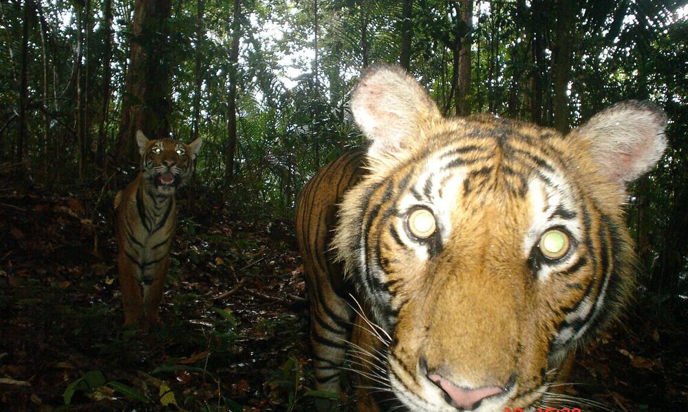 Camera trap image of a Malayan tiger.