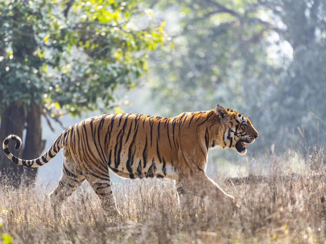 Male tiger walks through grasses of Kanha National Park, India