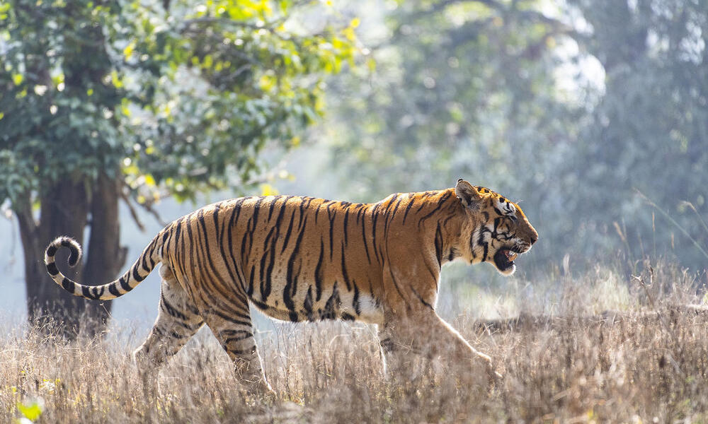 Male tiger walks through grasses of Kanha National Park, India