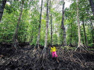 Man in pink shorts and yellow top stands amid a massive mangrove forest 