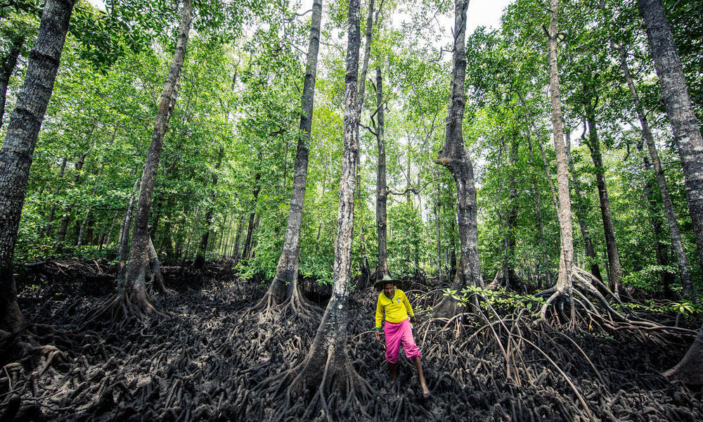 Man in pink shorts and yellow top stands amid a massive mangrove forest 