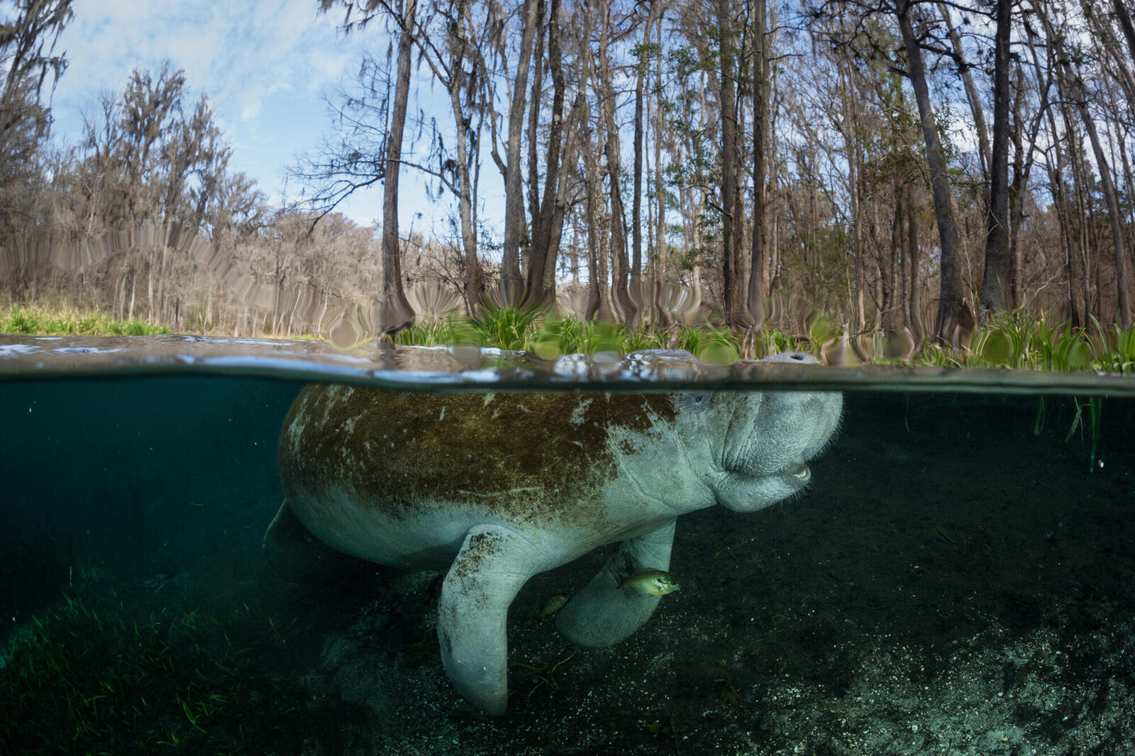 Manatee beneath a river surface