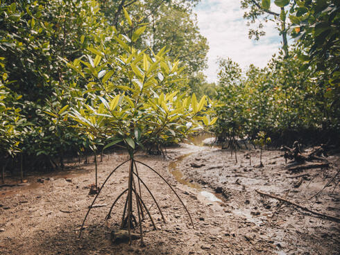 mangrove WW284833