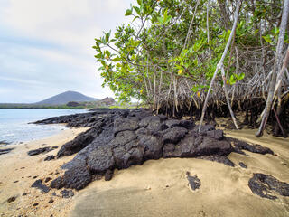 oves on Baronesa Bay, Floreana Island, Galapagos, Ecuador