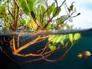 mangrove and fish WW288959 Antonio Busiello