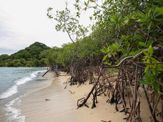 forest of mangroves on beach in Colombia