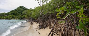 forest of mangroves on beach in Colombia